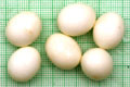 Archachatina marginata ovum Nigeria light body F1
