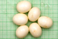 Archachatina marginata ovum Nigeria light body F1