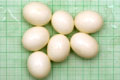 Archachatina marginata ovum Nigeria light body F1