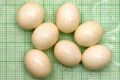 Archachatina marginata ovum Nigeria light body F1