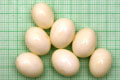 Archachatina marginata ovum Nigeria light body F1