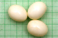 Archachatina marginata ovum Nigeria light body F1