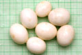 Archachatina marginata ovum Nigeria light body F1