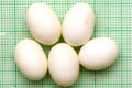 Archachatina marginata ovum Nigeria light body F1