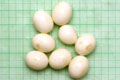 Archachatina marginata ovum Nigeria light body F1