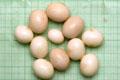 Archachatina marginata ovum Nigeria light body F1