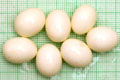 Archachatina marginata ovum Nigeria light body F1