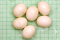 Archachatina marginata ovum Nigeria light body F1