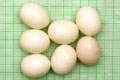 Archachatina marginata ovum Nigeria light body F1