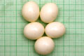 Archachatina marginata ovum Nigeria light body F1