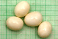 Archachatina marginata ovum Nigeria light body F1