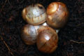 Archachatina marginata ovum Nigeria light body F1
