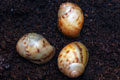 Archachatina marginata ovum Nigeria leucistic F1