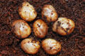 Archachatina marginata suturalis Nigeria F1 leucistic