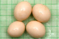 Archachatina marginata ovum Nigeria light body F1
