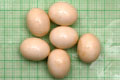 Archachatina marginata ovum Nigeria light body F1