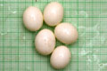 Archachatina marginata ovum Nigeria light body F1