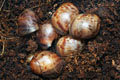 Archachatina marginata suturalis Nigeria F1