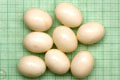 Archachatina marginata ovum Nigeria light body F1