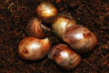 Archachatina marginata suturalis Nigeria F1 