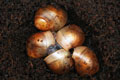 Archachatina marginata ovum Nigeria typ 2 F1