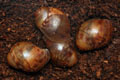 Archachatina marginata ovum Nigeria typ 2 F1