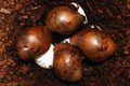 Archachatina marginata ovum Nigeria typ 2 F1
