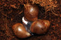 Archachatina marginata ovum Nigeria typ 2 F1