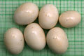 Archachatina marginata ovum Nigeria typ 2 F1