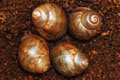Archachatina marginata ovum Nigeria typ 2 F1