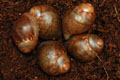 Archachatina marginata ovum Nigeria typ 2 F1