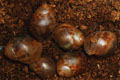 Archachatina marginata ovum Nigeria typ 2 F1
