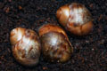 Archachatina marginata ovum Nigeria typ 2 F1