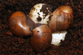 Archachatina marginata ovum Nigeria typ 2 F1