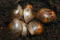 Archachatina marginata ovum Nigeria typ 2 F1
