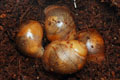 Archachatina marginata ovum Nigeria typ 2 F1