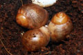 Archachatina marginata ovum Nigeria typ 2 F1