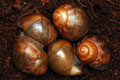 Archachatina marginata ovum Nigeria typ 2 F1