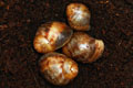Archachatina marginata ovum Nigeria typ 2 F1