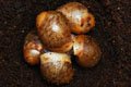 Archachatina marginata ovum Nigeria typ 2 F1