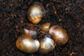 Archachatina marginata ovum Nigeria typ 2 F1