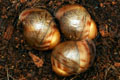 Archachatina marginata ovum Nigeria typ 2 F1