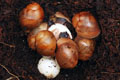 Archachatina marginata ovum Nigeria typ 2 F1