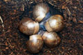 Archachatina marginata ovum Nigeria typ 2 F1