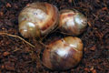 Archachatina marginata ovum Nigeria typ 2 F1