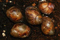Archachatina marginata ovum Nigeria typ 2 F1
