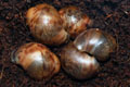 Archachatina marginata ovum Nigeria typ 2 F1