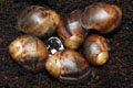 Archachatina marginata ovum Nigeria typ 2 F1
