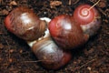 Archachatina marginata ssp. Cameroon 8
