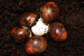 Archachatina marginata ssp. Cameroon 8